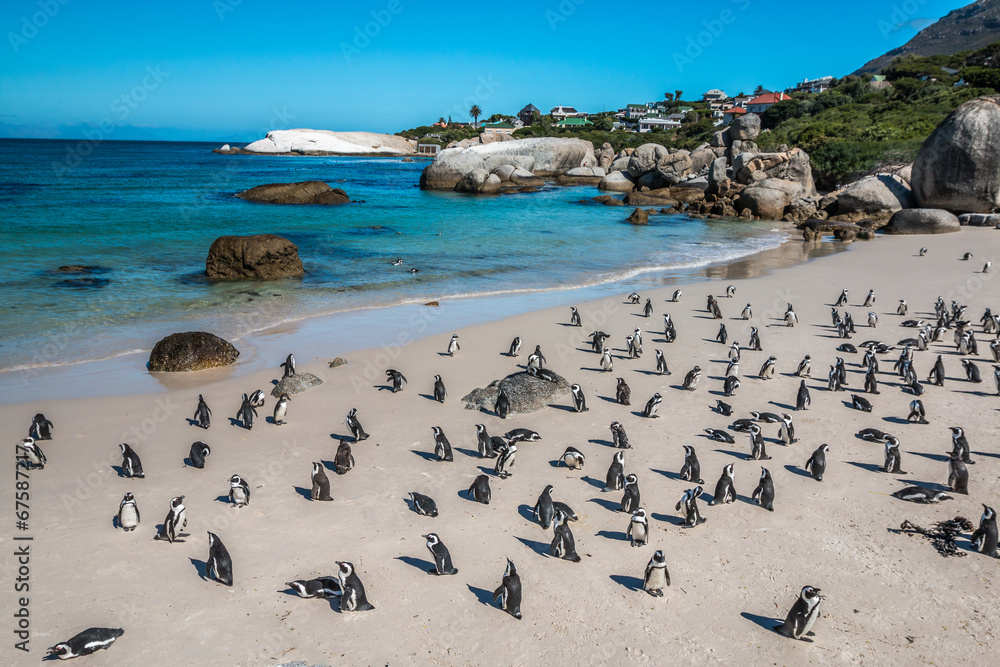 Naklejka premium Pinguin w Boulders Beach niedaleko Kapsztadu