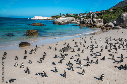Pinguin in Boulders Beach near Cape Town 