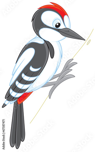 woodpecker