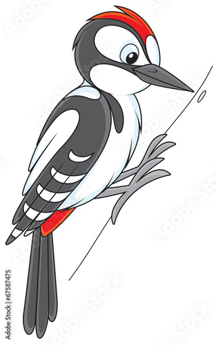 woodpecker