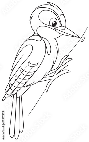woodpecker