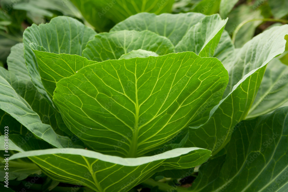 Cabbage Cabbage