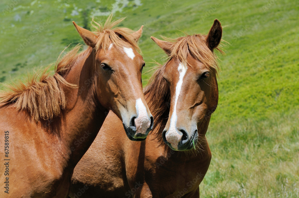 Fototapeta premium Horse in mountain
