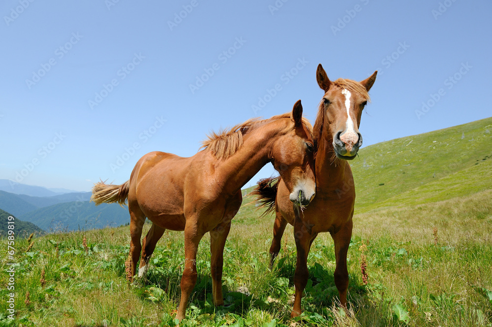 Obraz premium Two horses in mountain