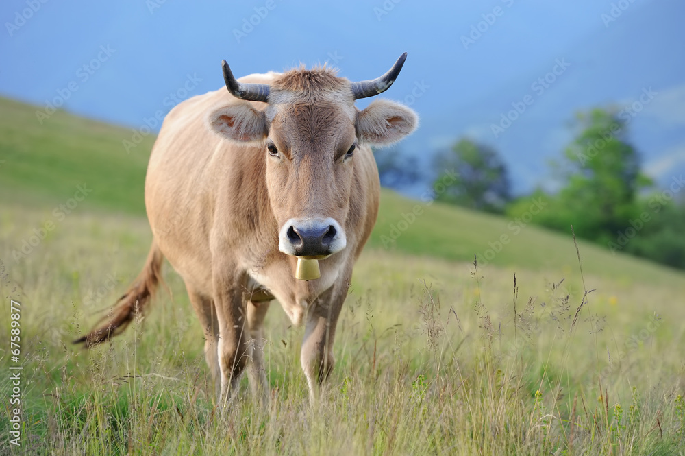 Cow in nature