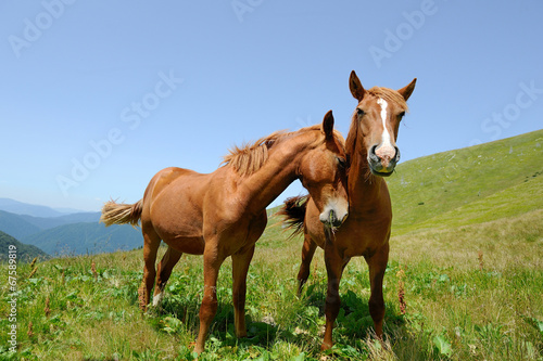 Two horses in mountain © byrdyak