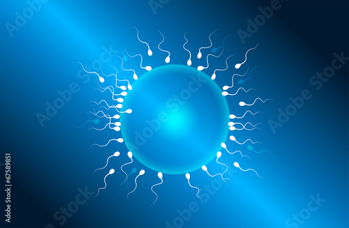 ovulo, spermatozoi