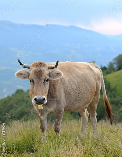 Cow in nature