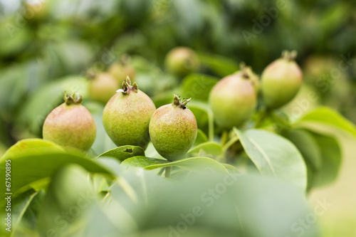 Pears growing on tree photo