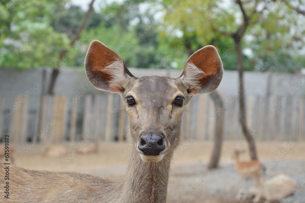 young Spotted deer young Spotted deer