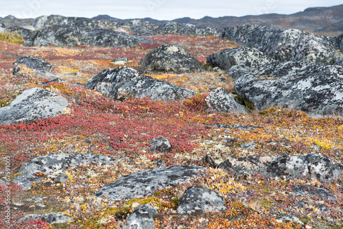 Lichen and tundra vegetation