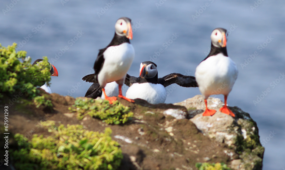 Atlantic Puffin (Fratercula arctica) on cliff top Atlantic Puffin (Fratercula arctica) on cliff top
