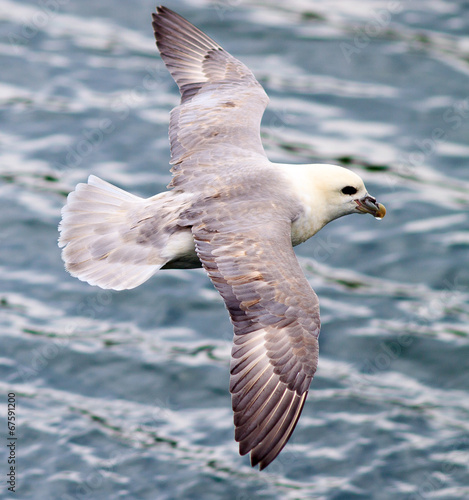 Iceland Gull photo