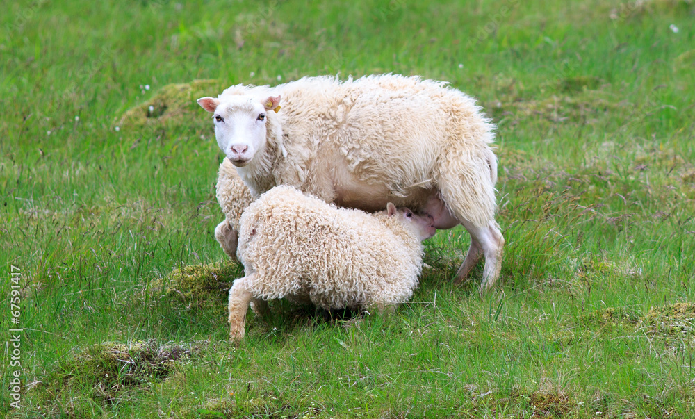 Icelandic sheep