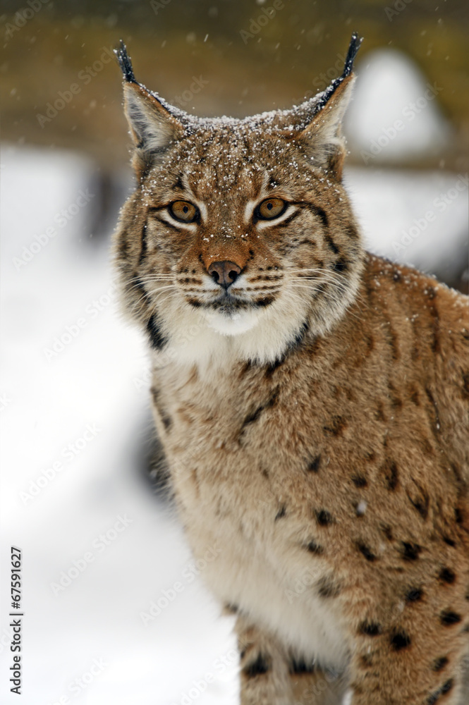 Naklejka premium Winter Lynx
