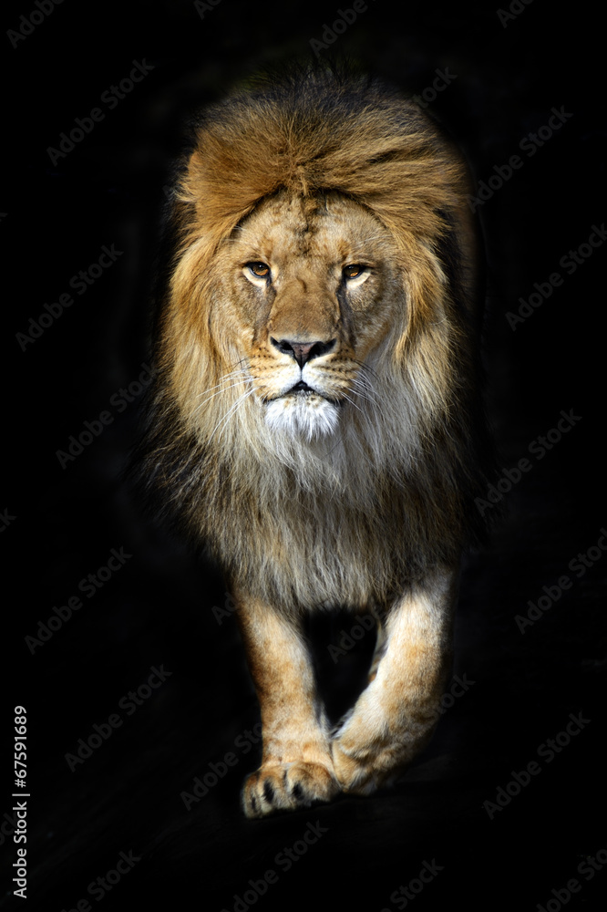 Lion in a shroud