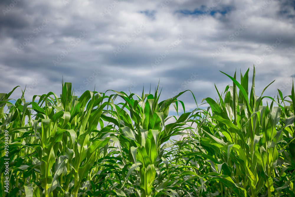 Corn field under a cloudy sky