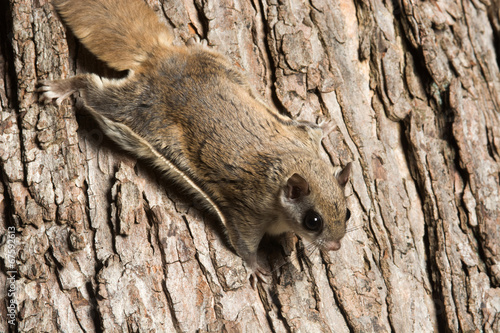 Southern Flying Squirrel photo