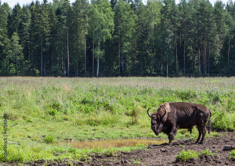 St. Petersburg. Russia. Bisons in Toksovo. St. Petersburg. Russia. Bisons in Toksovo.