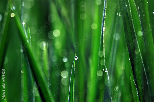 Canvas-taulu Dew Drops
