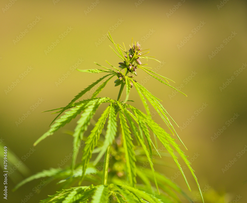 Fototapeta premium Marihuana plants, macro photo, low depth of focus