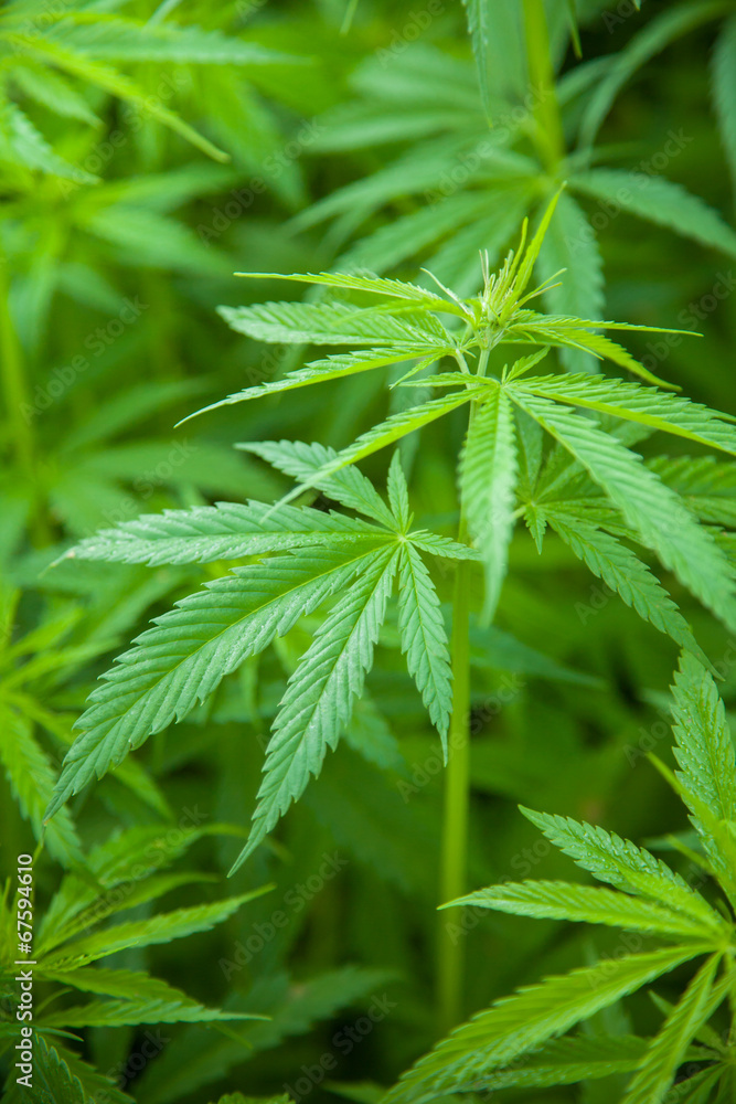 Marihuana plants, macro photo, low depth of focus Marihuana plants, macro photo, low depth of focus