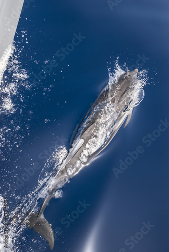 ein Drlphin begleitet eine Yacht © lupolucis