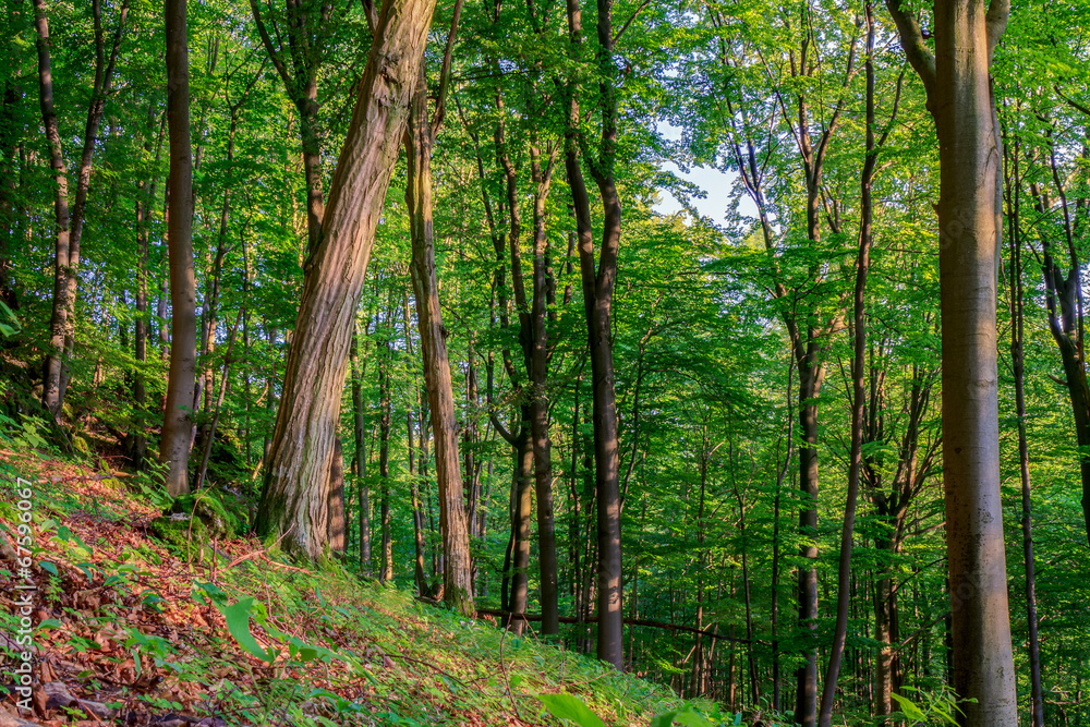 Bavarian Summer Forrest Bavarian Summer Forrest