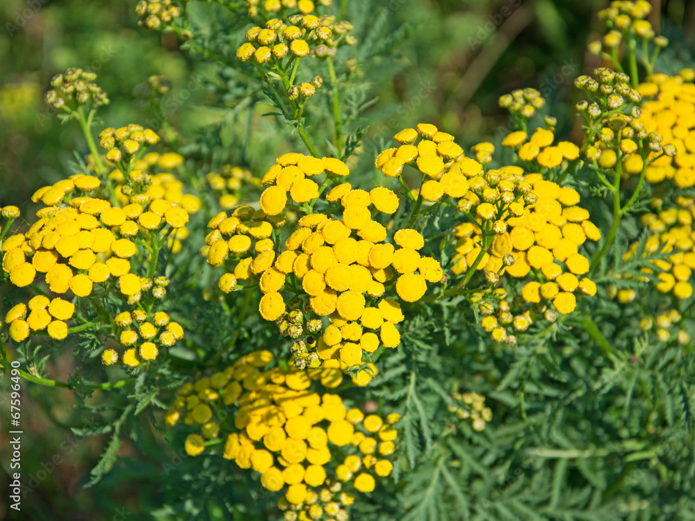 Rainfarn - Tanacetum vulgare Rainfarn - Tanacetum vulgare