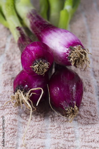 Allum purple and green salad spring onions, scallions, macro. photo