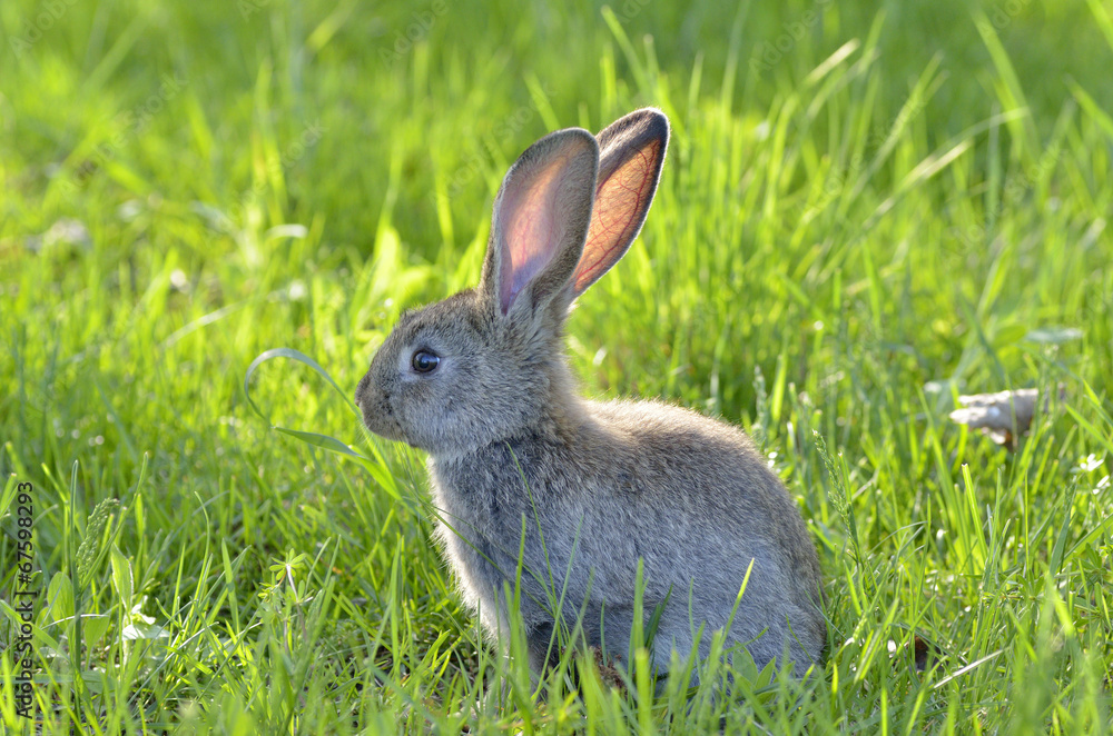 Fototapeta premium Young rabbit on field