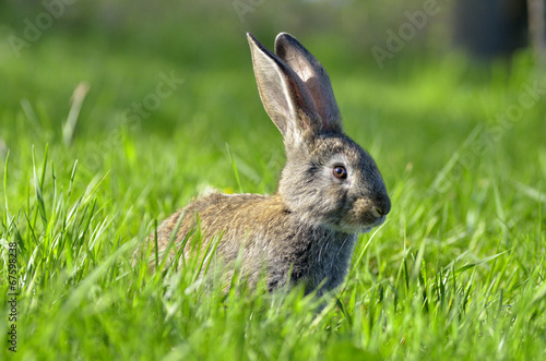 Young rabbit on field