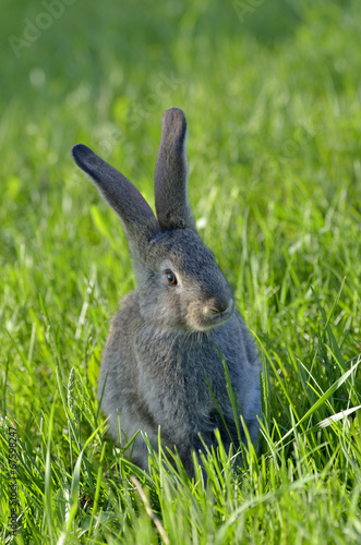 Young rabbit on field