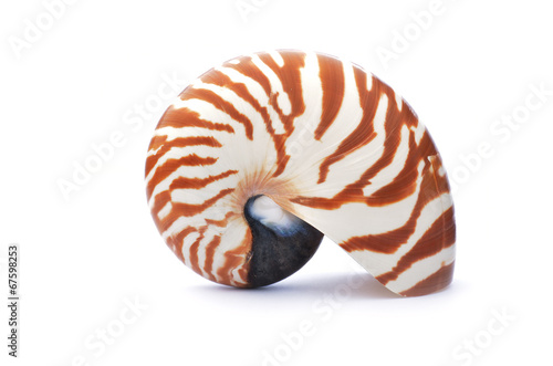 Nautilus shell isolated on white background