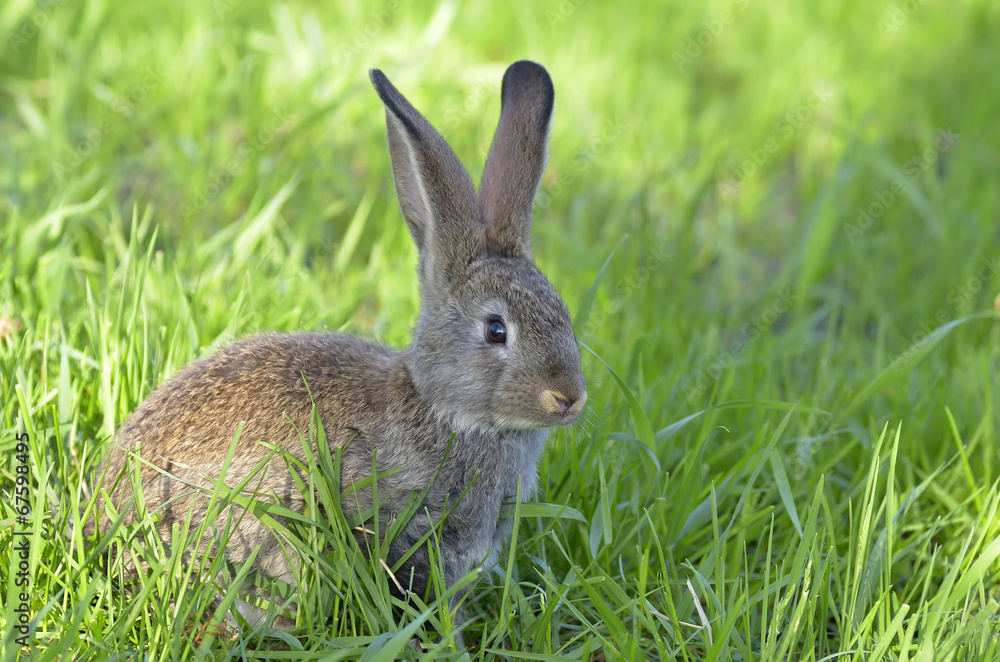 Little rabbit Little rabbit