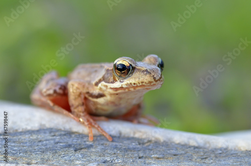 The Common Frog, Rana temporaria