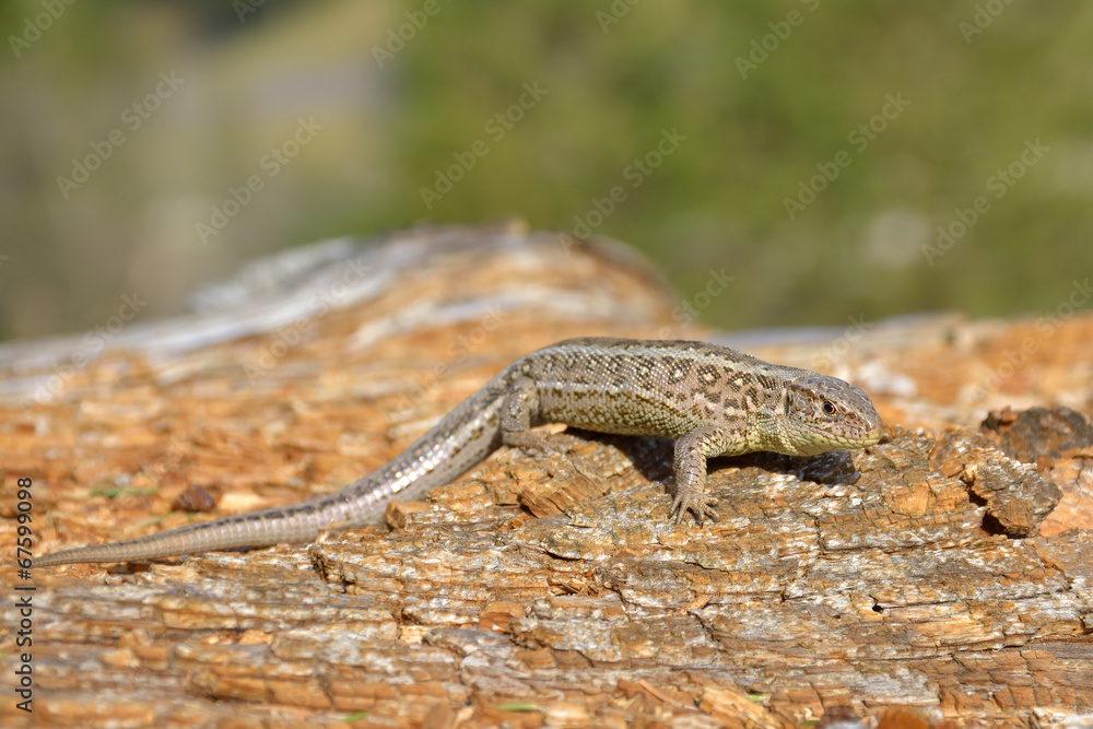 Naklejka premium Lizard on branch