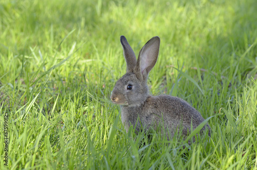 Little rabbit on grass