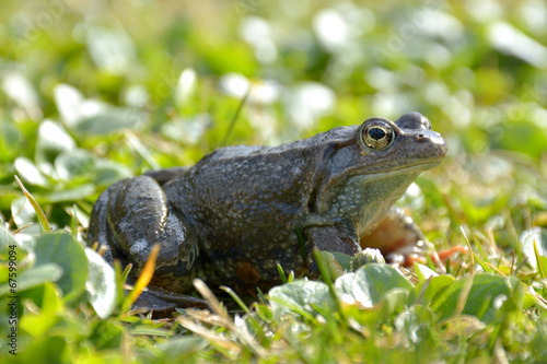 Agile Frog (Rana dalmatina) in grass