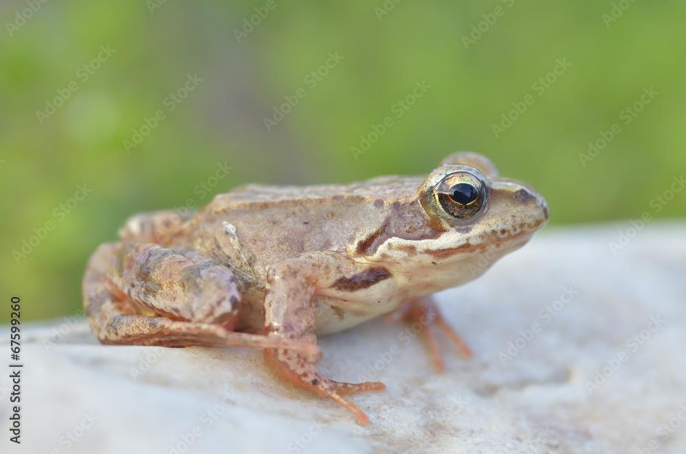 The Common Frog, Rana temporaria also known as the European Common Frog The Common Frog, Rana temporaria also known as the European Common Frog