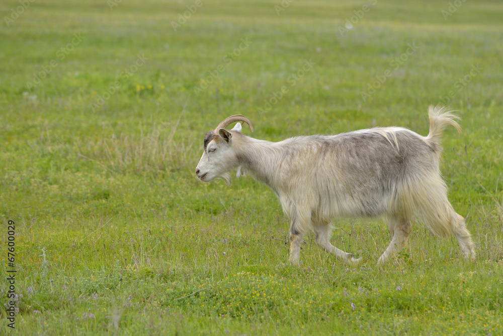 Domestic goat outdoor