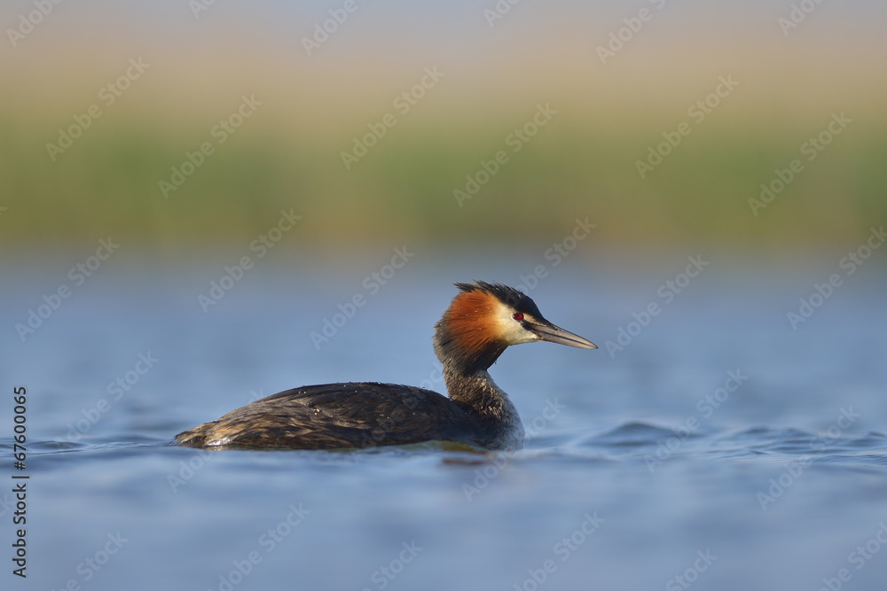 Water bird on the water (podiceps cristatus) Water bird on the water (podiceps cristatus)
