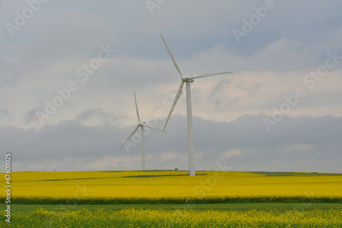 Wind turbine in yellow rapeseed field