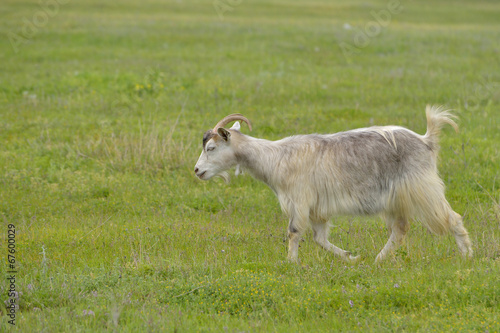 Domestic goat outdoor