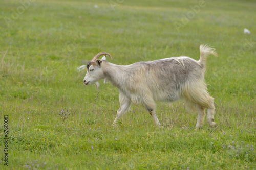 Domestic goat outdoor