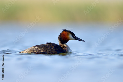 Water bird on the water (podiceps cristatus)
