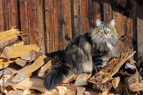 Foto Norweger Waldkatze auf Brennholz