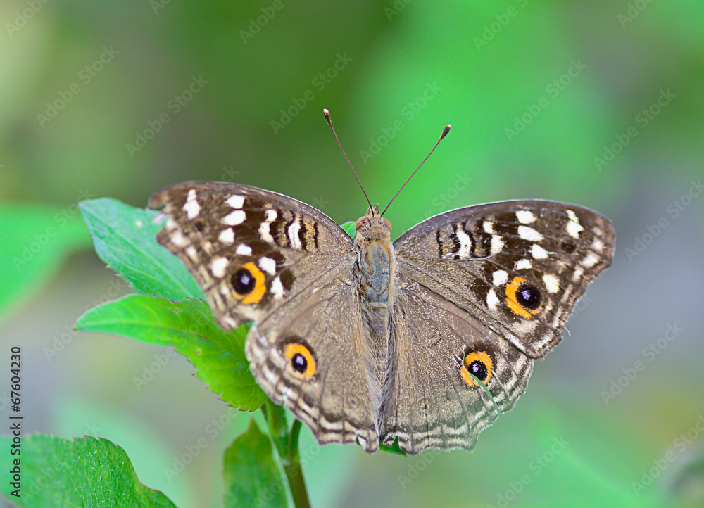brown butterfly hanging on green leaf ; with soft focus and blur brown butterfly hanging on green leaf ; with soft focus and blur