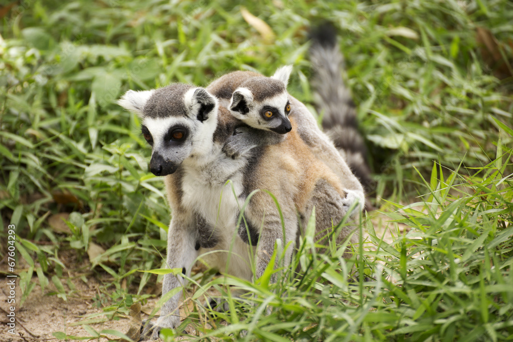 Obraz premium Two ring-tailed lemurs