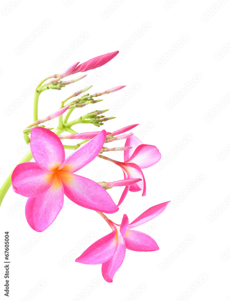 frangipani flower on white frangipani flower on white